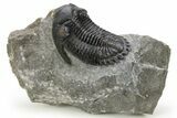 Hollardops Trilobite Fossil - Detailed Eye Preservation #275230-3